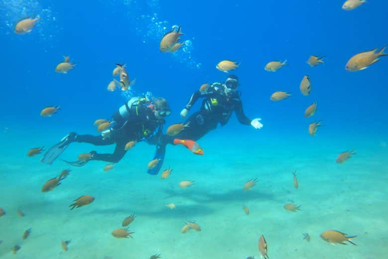 Diving with fishes