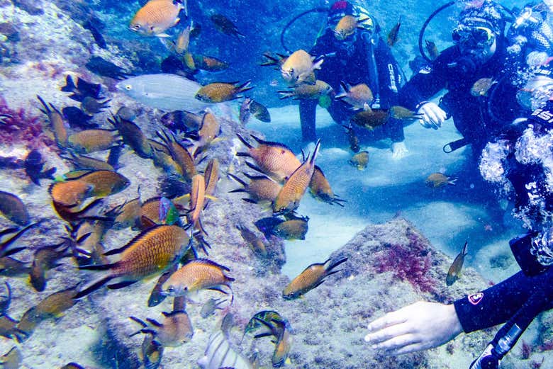 Fondos del Atlántico