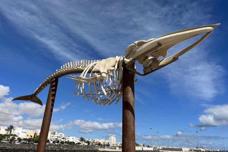 Avez-vous déjà vu un squelette de baleine ?