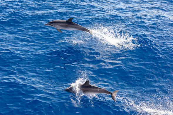 Avistamiento de cetáceos por Puerto Rico