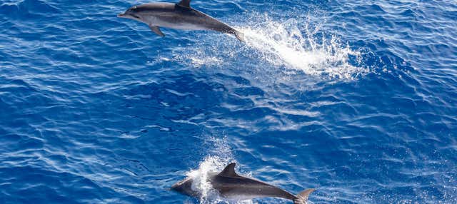 Dolphin & Whale Watching in Gran Canaria