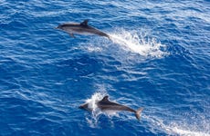 Observation des baleines à Puerto Rico