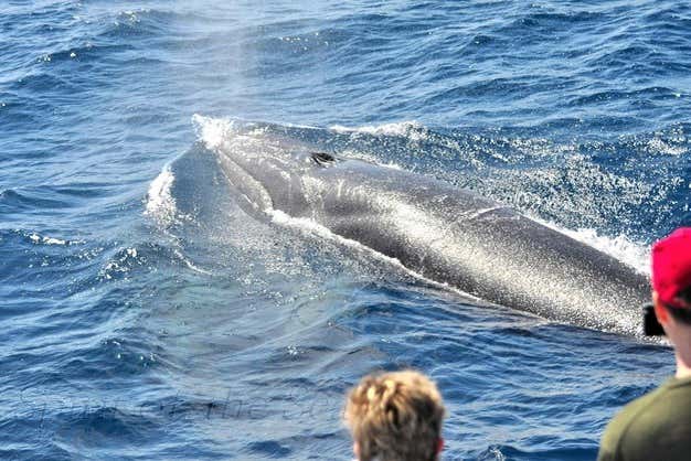 Watching a whale in Port Rico