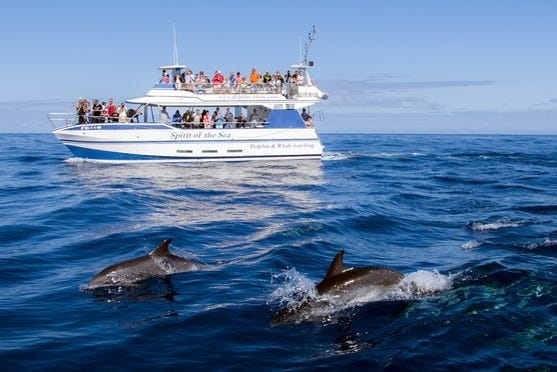 Rechazo Absorber Penetrar Dolphin & Whale Watching in Gran Canaria in Maspalomas