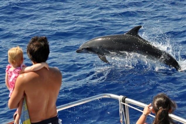 Avvistamento di delfini