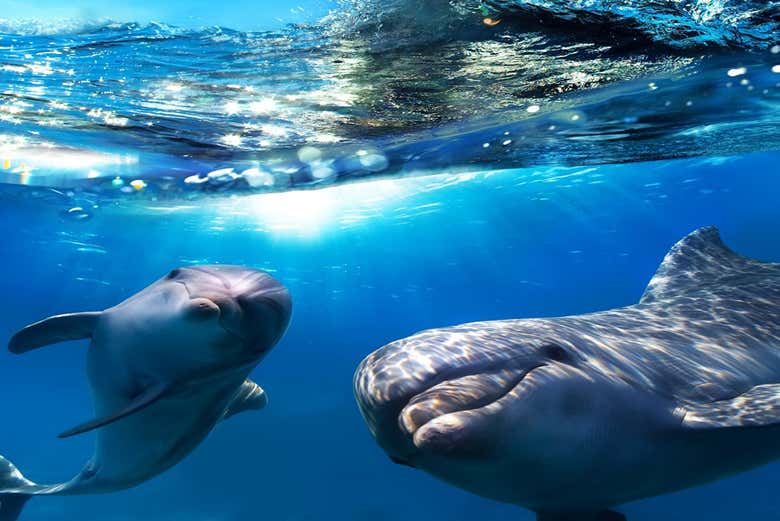 Les dauphins de Grande Canarie