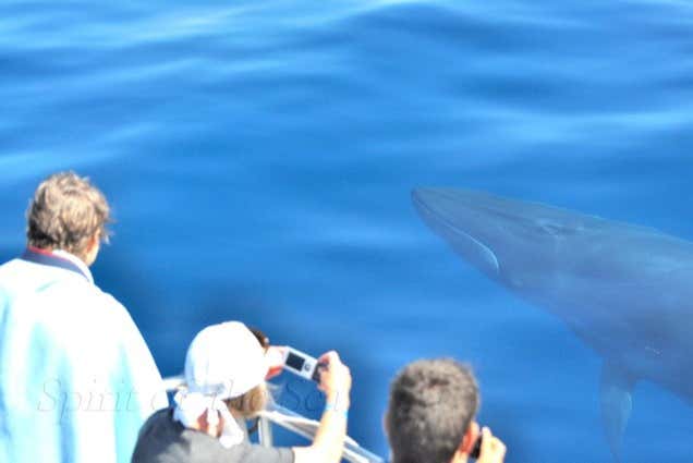 Observation de baleines aux Grandes Canaries
