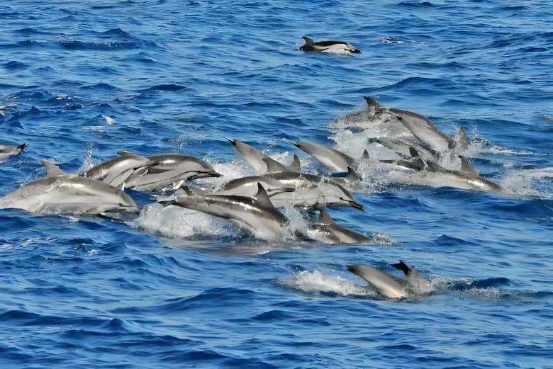 Tentaremos ver os golfinhos em seu habitat natural