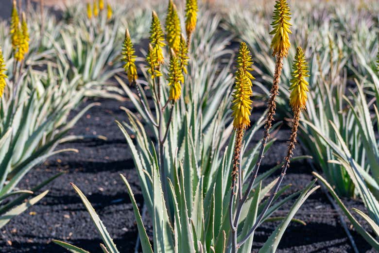 Visitaremos una plantación de aloe vera