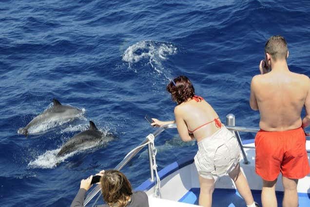 Voir des sauts de dauphins