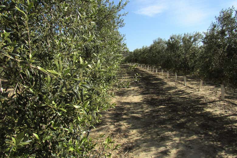 Olivar arbequino OleoAlmanzora