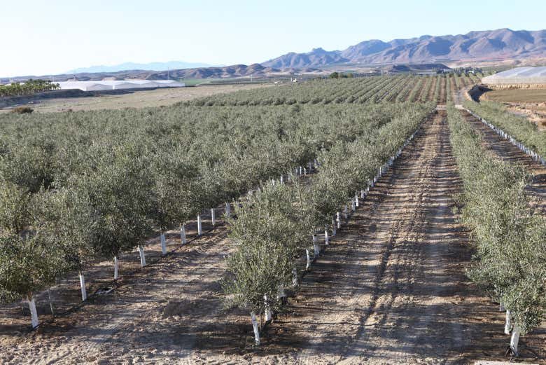 Finca Oleo Almanzora