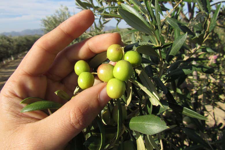 Olives on a tree