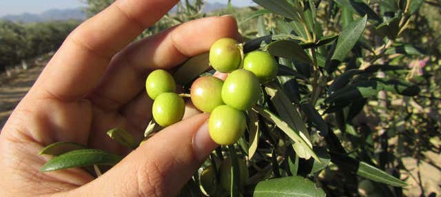 Visita a la finca Oleo Almanzora con degustación de aceite