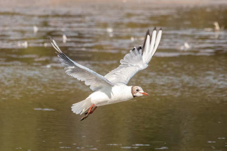 Aves nas marismas