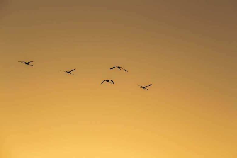 Flamencos volando en el atardecer