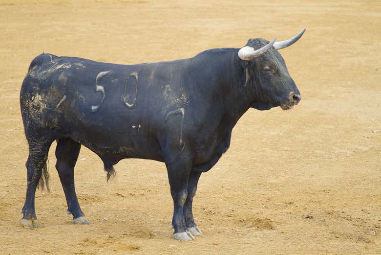 Toro bravo de ganadería