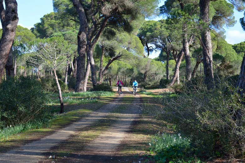 Passeando de bicicleta pelos pinheiros de Punta Umbría