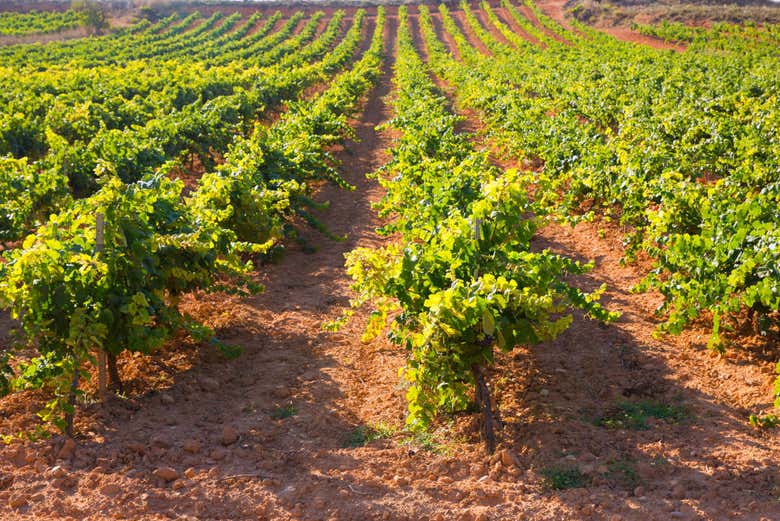 Viñedos en Requena