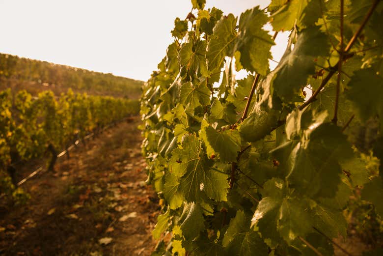 Feuilles de vigne