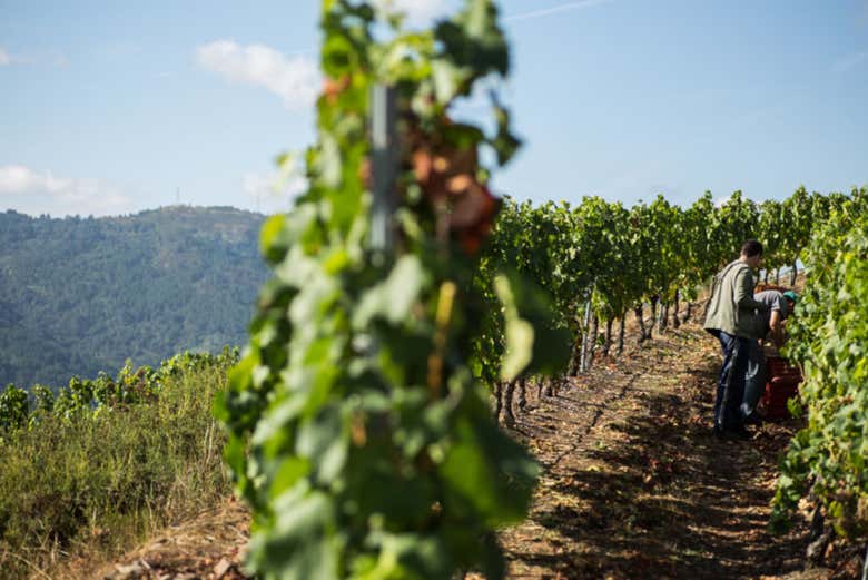 Promenade dans les vignobles