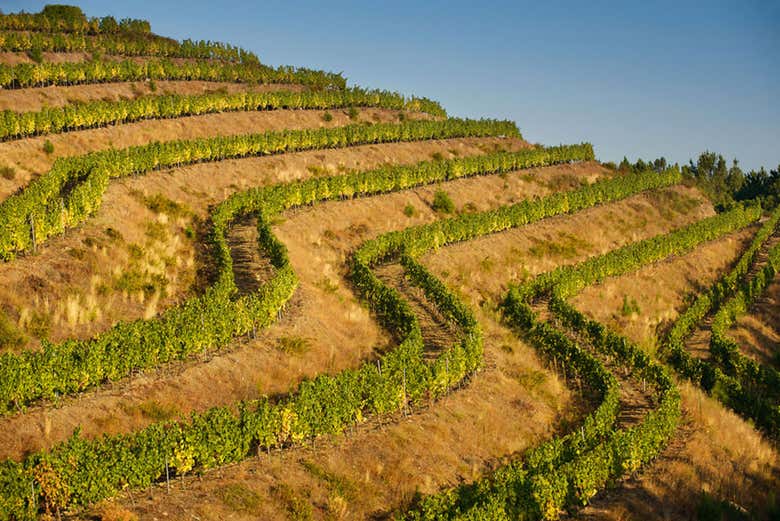 Vignobles de Viña Costeira