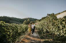 Visita a la bodega Pazo de Toubes