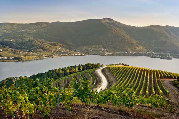 Visita a la bodega Viña Costeira