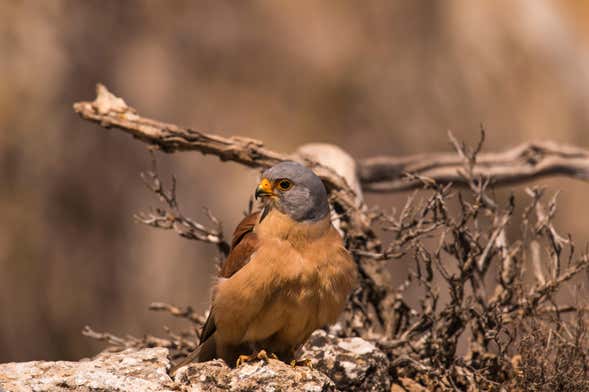 Avistamiento de aves + Degustación de vinos