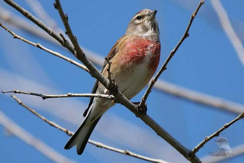 Avistamiento de aves