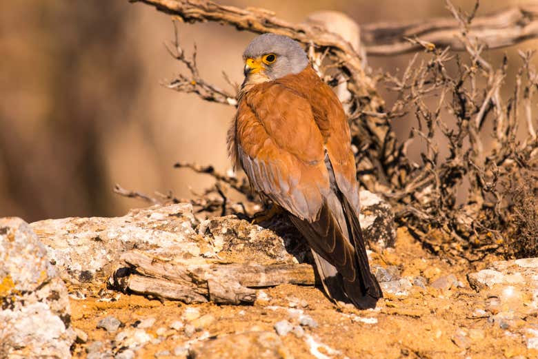 Cernícalo primilla, típico de Tierras de Barros