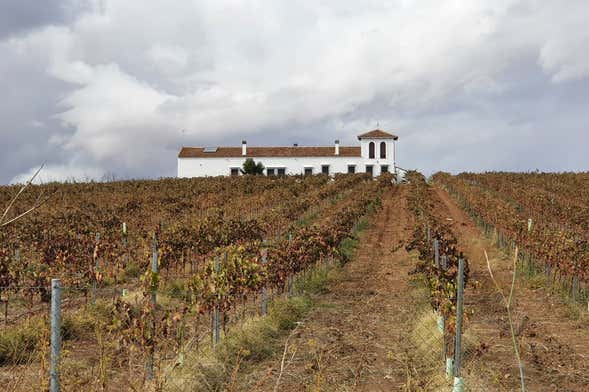Visita a la bodega Pentateuco