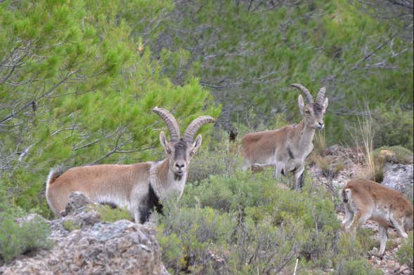 Tour en 4x4 por las Sierras de Cazorla, Segura y Las Villas