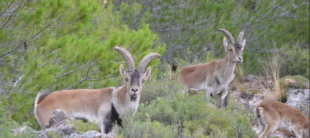 Tour en 4x4 por las Sierras de Cazorla, Segura y Las Villas