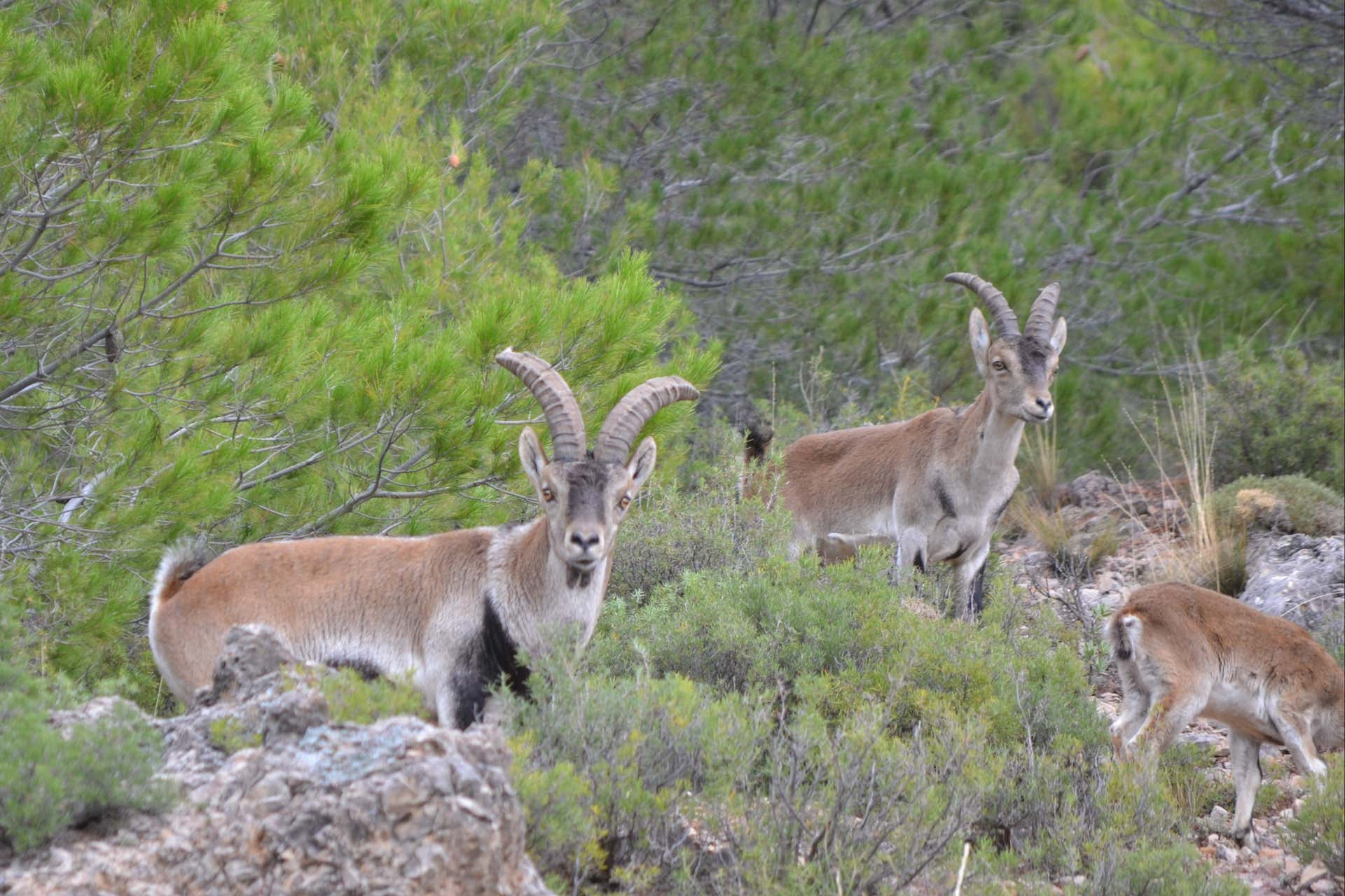 Tour en 4x4 por las Sierras de Cazorla, Segura y Las Villas