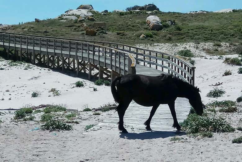 Caballos en la playa de Sálvora