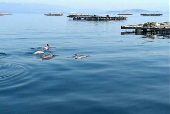 Delfines nadando en la ría de Arousa