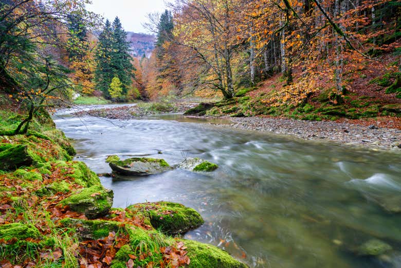 Paisajes de la Selva de Irati