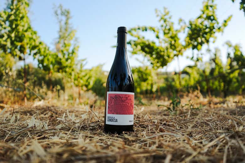 Sample wine straight from the vineyard