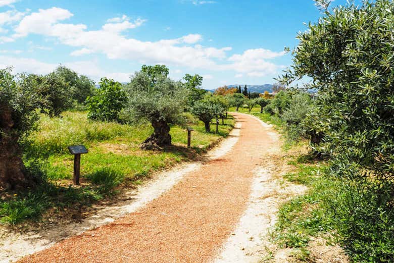 Oliveiras na fazenda LA Organic
