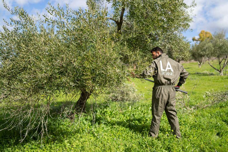 Gli ulivi della tenuta LA Almazara