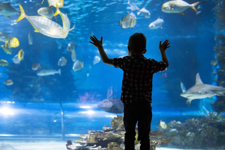 Contemplando las especies marinas