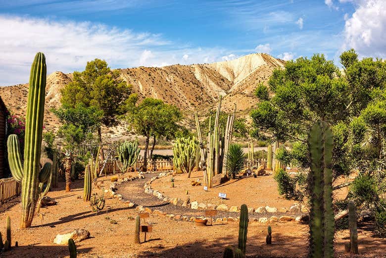 Jardín de cactus en el desierto de Almería