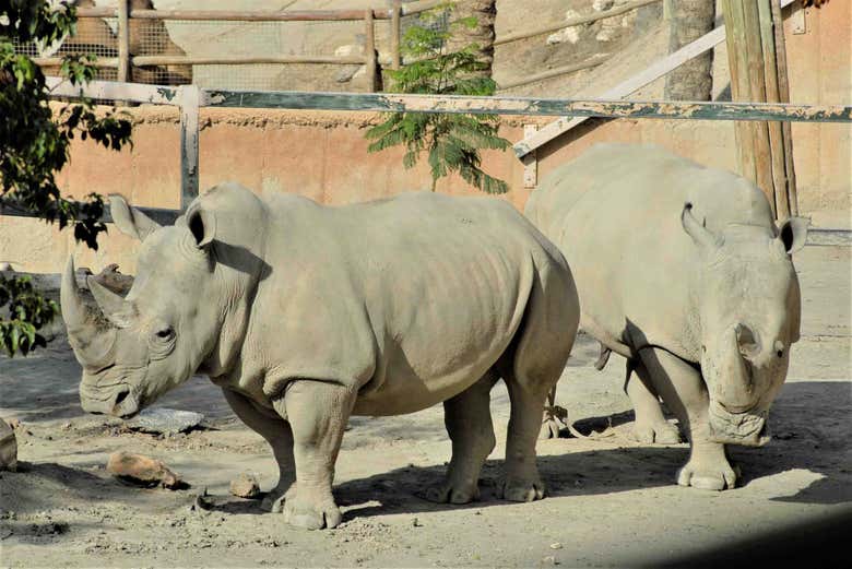 Rinocerontes en la Reserva Zoológica
