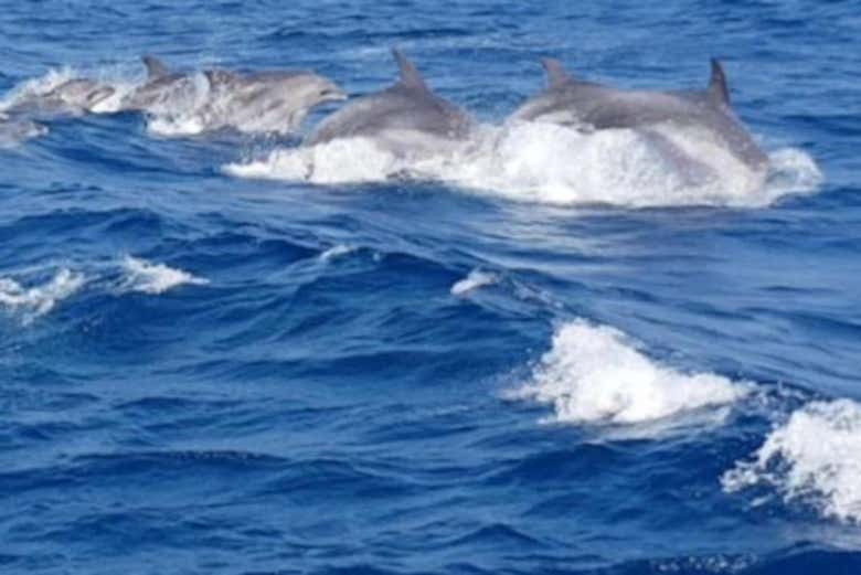 Delfines en el Cabo Creus