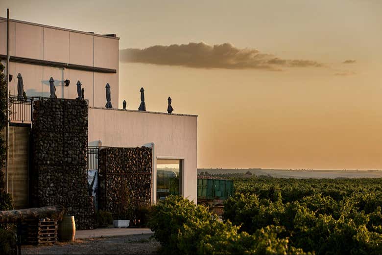 Vistas de los viñedos al anochecer