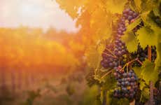 Visita a la bodega Menade