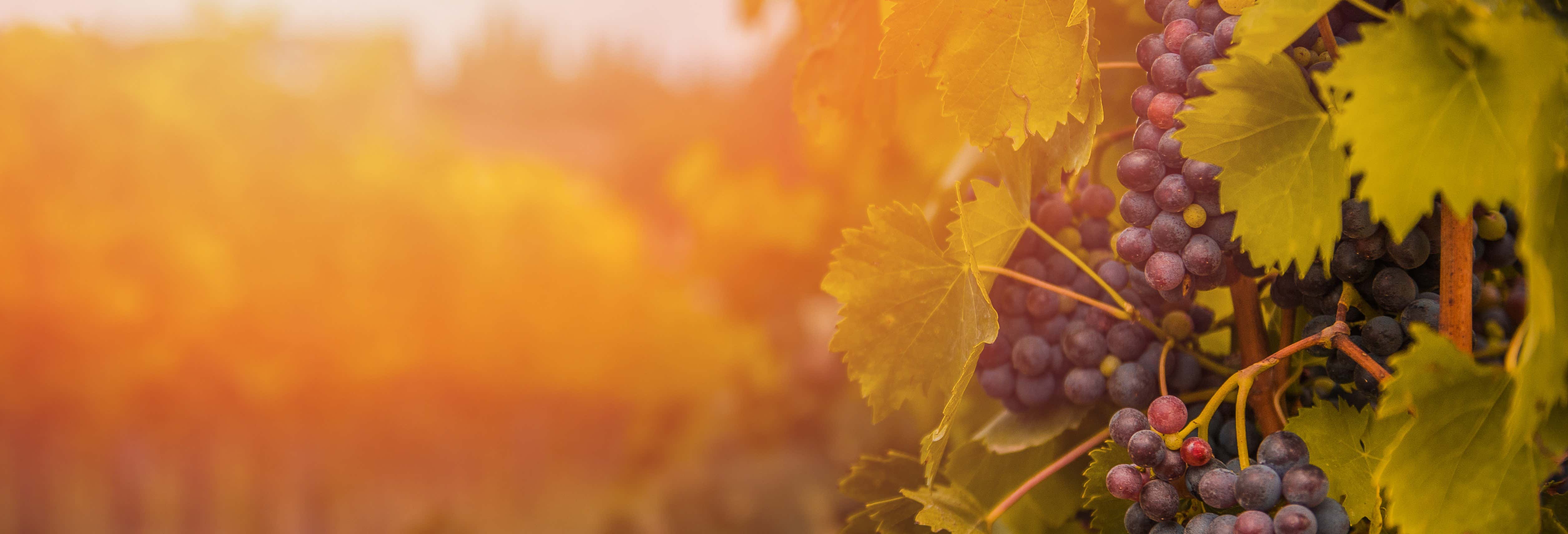 Gastronomía y enoturismo en Rueda