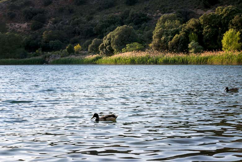 Patos nas Lagoas de Ruidera