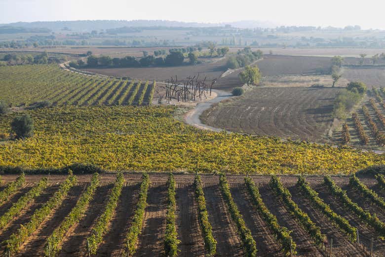 Vignes d'ENATE